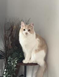 Lost Female Cat last seen Fern canyon and golden star, Strongsville, OH 44136