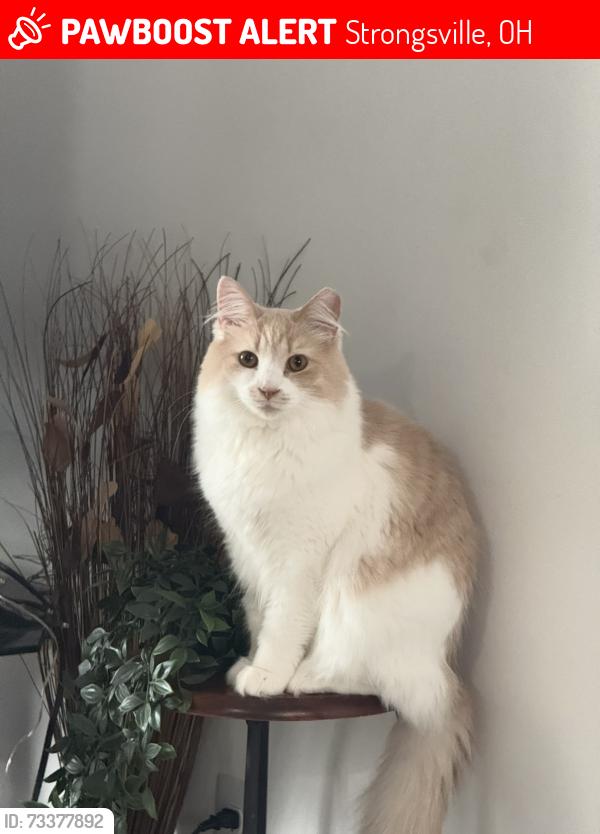 Lost Female Cat last seen Fern canyon and golden star, Strongsville, OH 44136