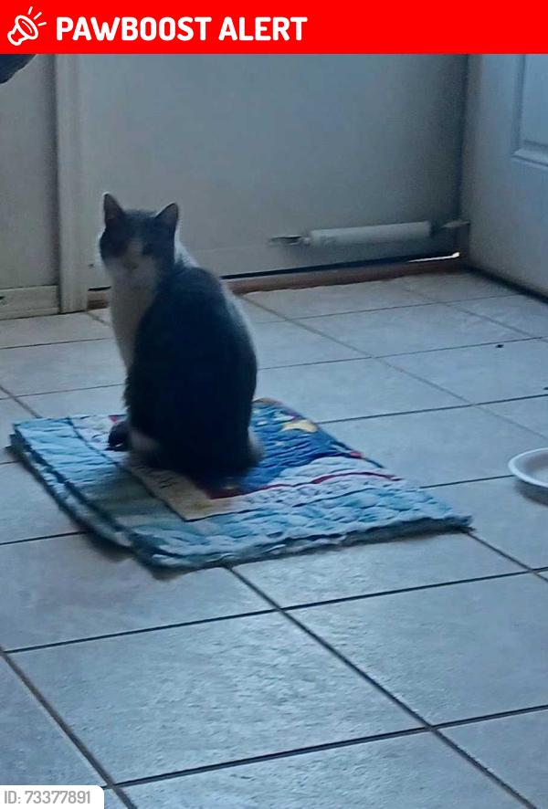 Lost Male Cat last seen Michelle ann st., Homestead Meadows South, TX 79938