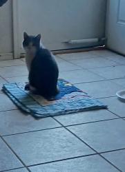 Lost Male Cat last seen Michelle ann st., Homestead Meadows South, TX 79938
