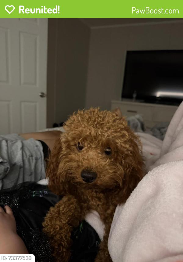 Reunited Female Dog last seen County Road 239, Ronald Regan, Espinosa Stone, Georgetown, TX 78633