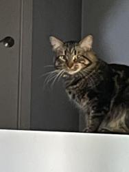 Lost Unknown Cat last seen Headmaster, Winnipeg, MB 