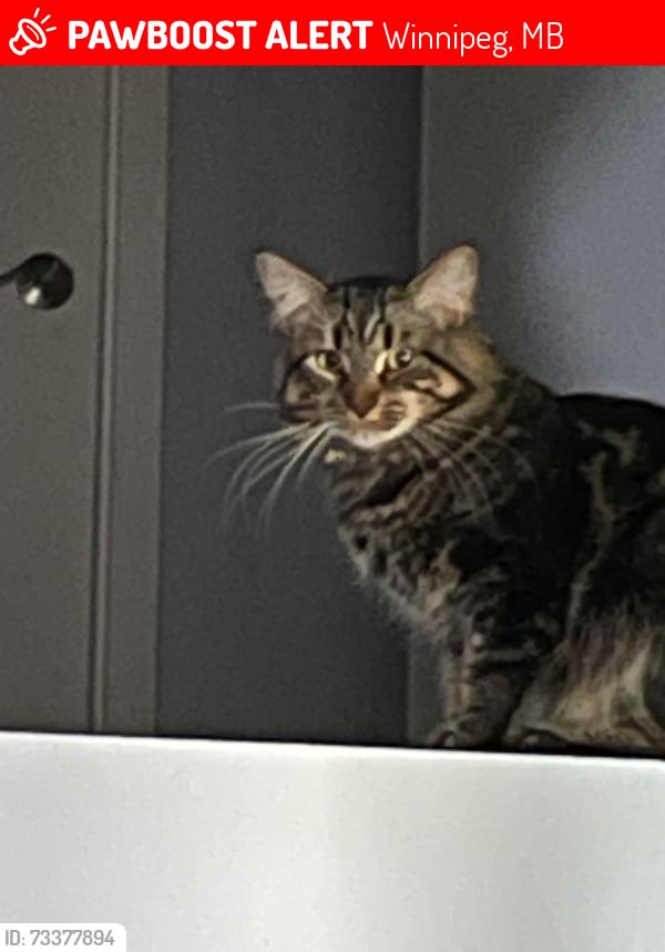 Lost Unknown Cat last seen Headmaster, Winnipeg, MB 