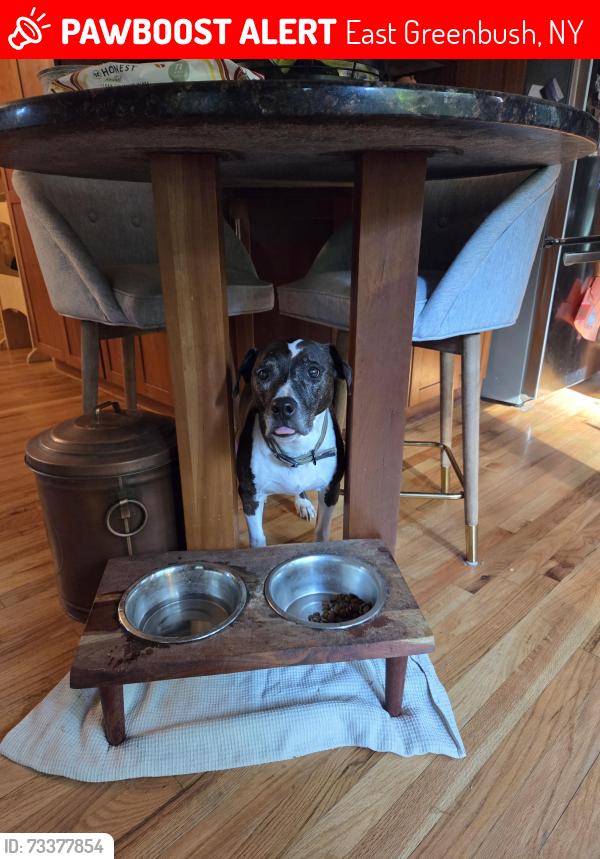 Lost Female Dog last seen Luther and Miller rd, East Greenbush, NY 12061