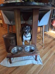 Lost Female Dog last seen Luther and Miller rd, East Greenbush, NY 12061