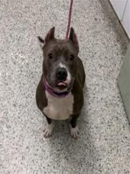 Shelter Stray Female Dog last seen Near BLOCK CORAM ST, DETROIT MI 48205, 7401 Chrysler Dr, Detroit, MI 48211, USA