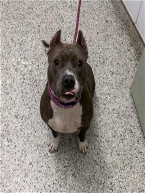 Shelter Stray Female Dog last seen Near BLOCK CORAM ST, DETROIT MI 48205, 7401 Chrysler Dr, Detroit, MI 48211, USA
