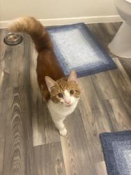 Found/Stray Unknown Cat last seen Axle Ave, Fort Worth, TX 76135