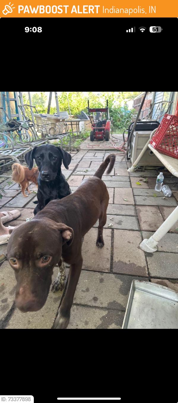 Found/Stray Male Dog last seen Sherman and Southern, Indianapolis, IN 46203