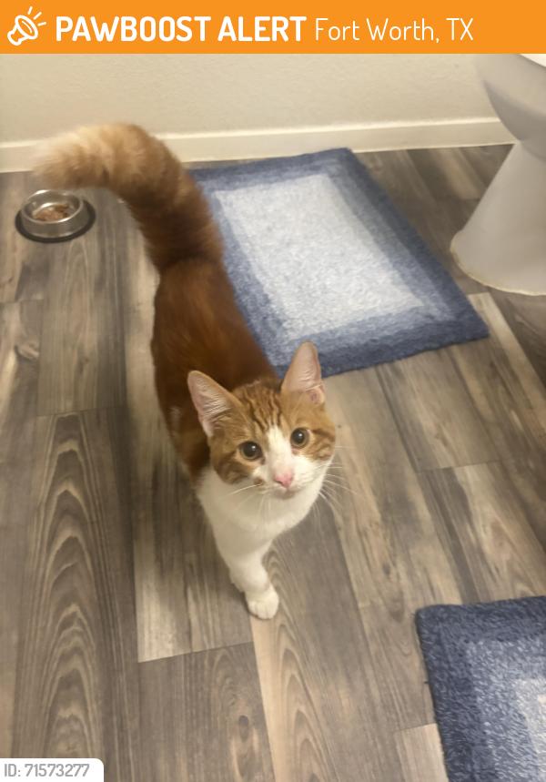 Found/Stray Unknown Cat last seen Axle Ave, Fort Worth, TX 76135