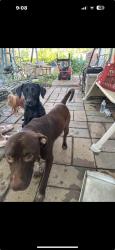 Found/Stray Male Dog last seen Sherman and Southern, Indianapolis, IN 46203