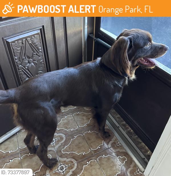 Found/Stray Male Dog last seen Alder Dr and Olive Ct, Orange Park, FL 32073