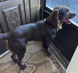 Found/Stray Male Dog last seen Alder Dr and Olive Ct, Orange Park, FL 32073