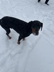 Reunited Male Dog last seen Near Tabor St, High Point, NC 27262, USA, High Point, NC 27262
