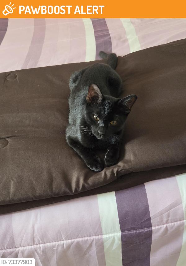 Found/Stray Male Cat last seen Michelle ann st., Homestead Meadows South, TX 79938
