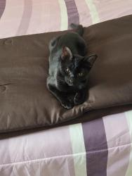 Found/Stray Male Cat last seen Michelle ann st., Homestead Meadows South, TX 79938