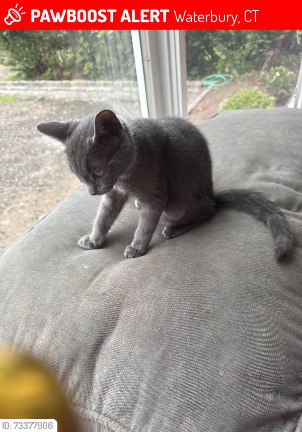 Lost Female Cat last seen Post university, Country Club Road, Waterbury, CT 06708