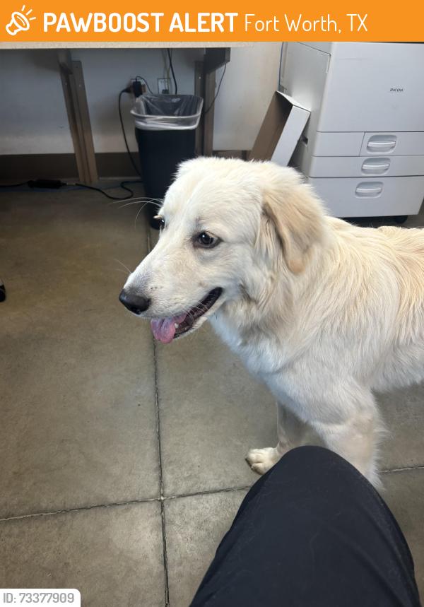 Found/Stray Unknown Dog last seen Near Cantrell Sansom and Old Denton Road, Fort Worth, TX 76131