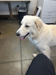 Found/Stray Unknown Dog last seen Near Cantrell Sansom and Old Denton Road, Fort Worth, TX 76131