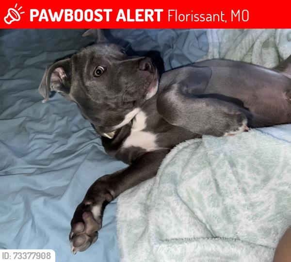Lost Male Dog last seen Parker Rd, Florissant, MO 63033