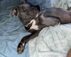Lost Male Dog last seen Parker Rd, Florissant, MO 63033