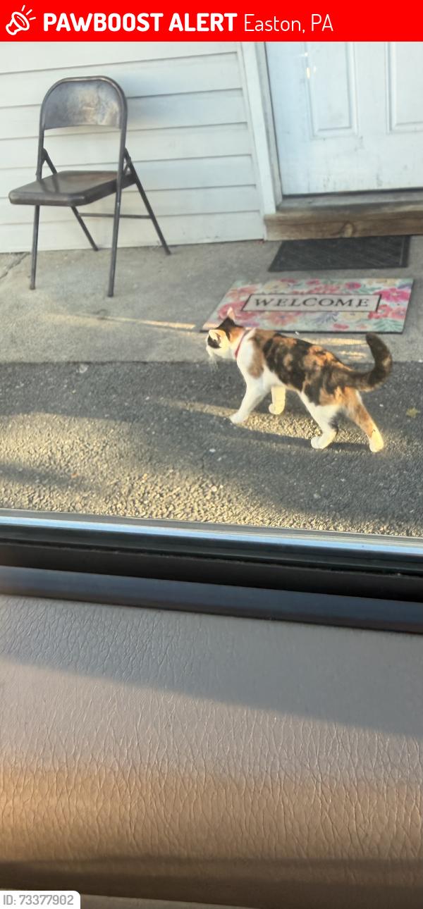 Lost Female Cat last seen Wilson,Pa near Stanley street, Easton, PA 18042