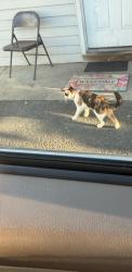 Lost Female Cat last seen Wilson,Pa near Stanley street, Easton, PA 18042