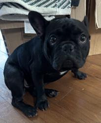 Reunited Male Dog last seen Alder Dr. and Olive Ct., Orange Park, FL 32073