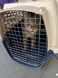 Found/Stray Unknown Cat last seen El Dorado Animal Services 6435 Capitol Avenue Diamond Springs CA, Diamond Springs, CA 95619