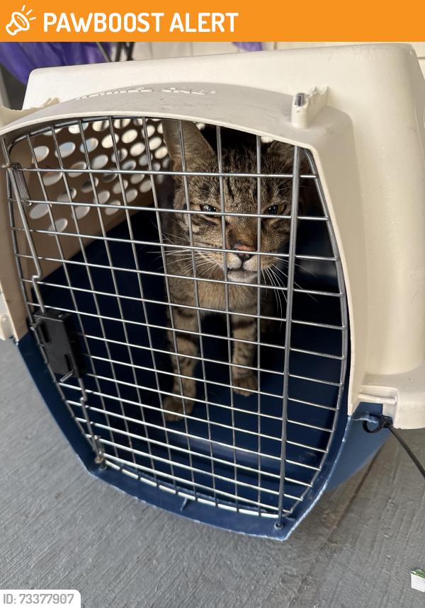 Found/Stray Unknown Cat last seen El Dorado Animal Services 6435 Capitol Avenue Diamond Springs CA, Diamond Springs, CA 95619