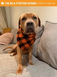 Shelter Stray Male Dog last seen Near Denison, 21202, MD, 2490 Giles Rd, Baltimore, MD 21225, USA
