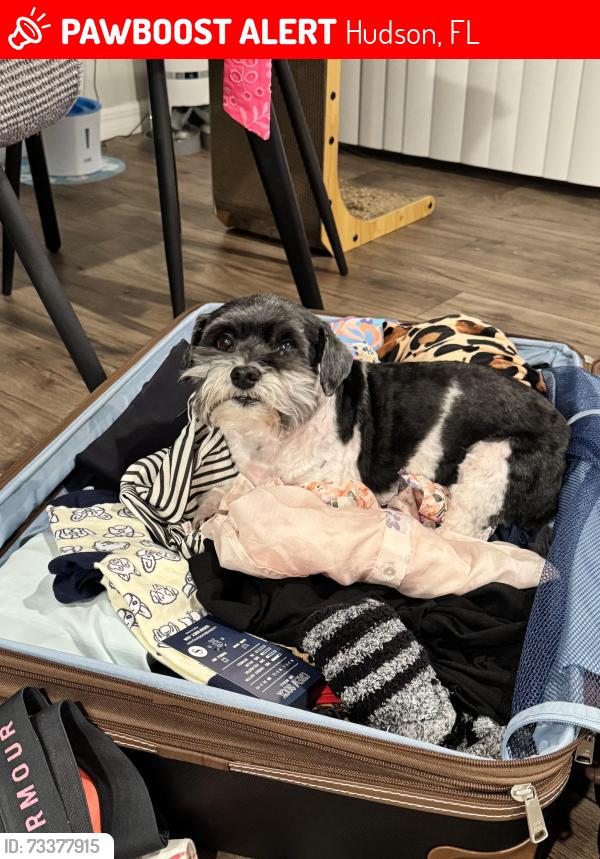 Lost Female Dog last seen Grouse Way, Hudson, FL 34669