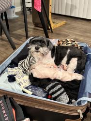 Lost Female Dog last seen Grouse Way, Hudson, FL 34669