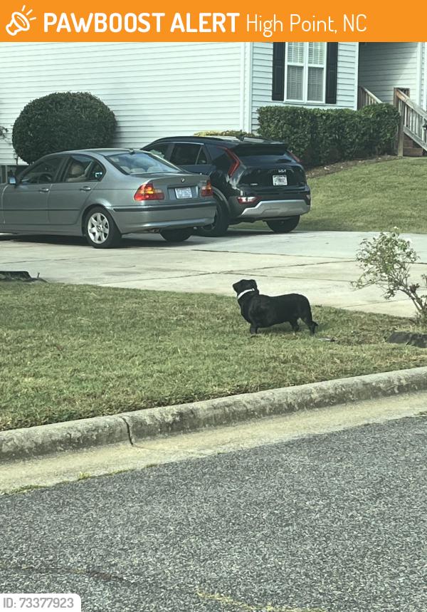 Found/Stray Unknown Dog last seen Back yard between Bent Trace and Oak Chase dr., High Point, NC 27265