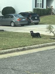 Found/Stray Unknown Dog last seen Back yard between Bent Trace and Oak Chase dr., High Point, NC 27265