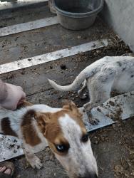 Found/Stray Male Dog last seen Close to pettaway cafe, North Little Rock, AR 72114