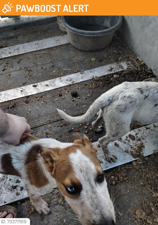 Found/Stray Male Dog last seen Close to pettaway cafe, North Little Rock, AR 72114