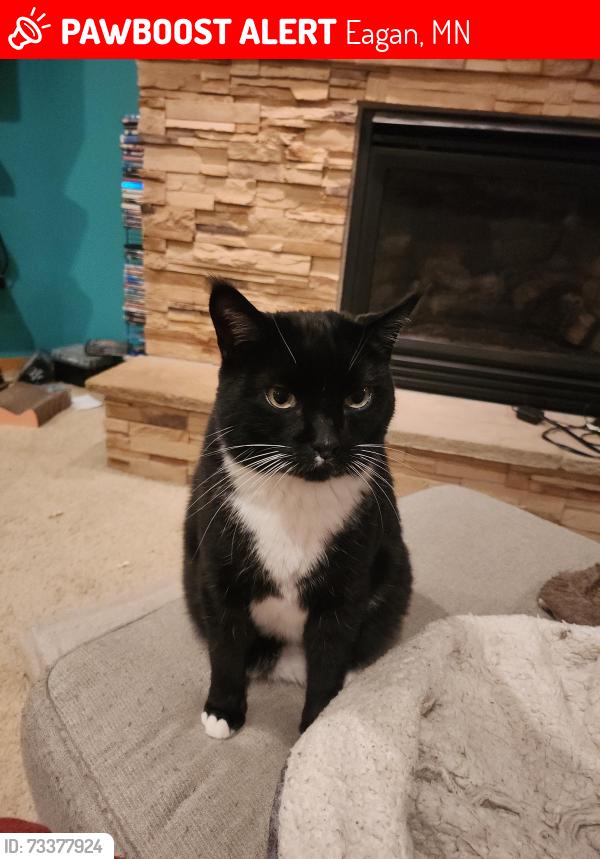 Lost Male Cat last seen Rolling Hills Circle and Rolling Hills Drive, Eagan, MN 55121