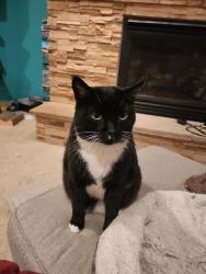 Lost Male Cat last seen Rolling Hills Circle and Rolling Hills Drive, Eagan, MN 55121