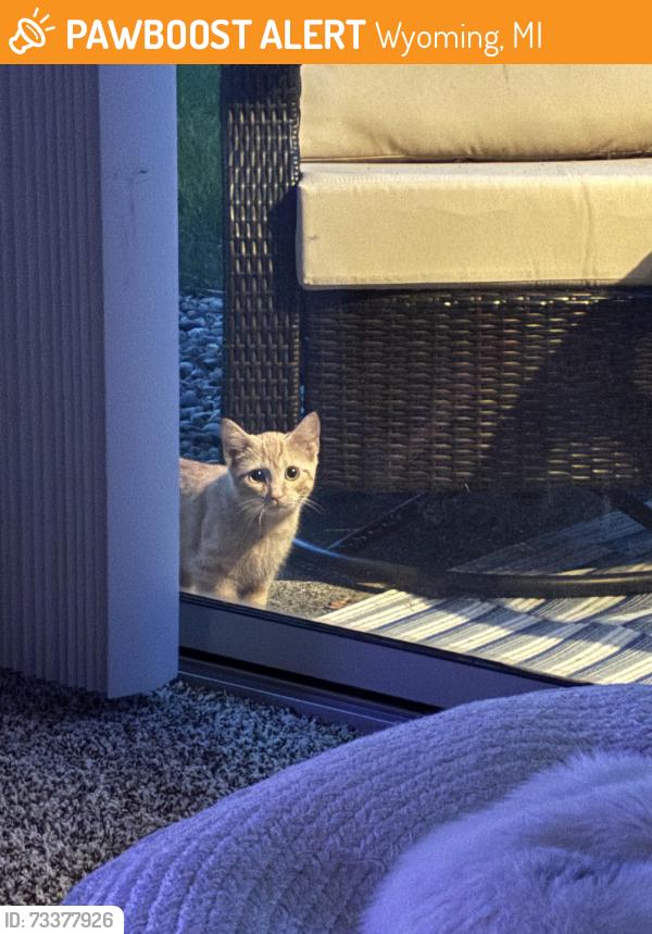 Found/Stray Unknown Cat last seen Byron center ave and M6, Wyoming, MI 49418