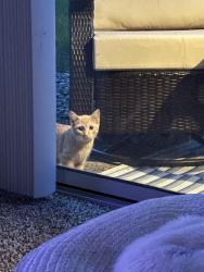 Found/Stray Unknown Cat last seen Byron center ave and M6, Wyoming, MI 49418