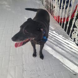 Found/Stray Male Dog last seen 20th, Sanford, FL 32773