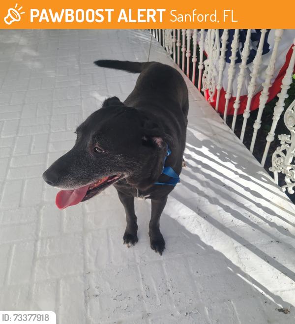 Found/Stray Male Dog last seen 20th, Sanford, FL 32773