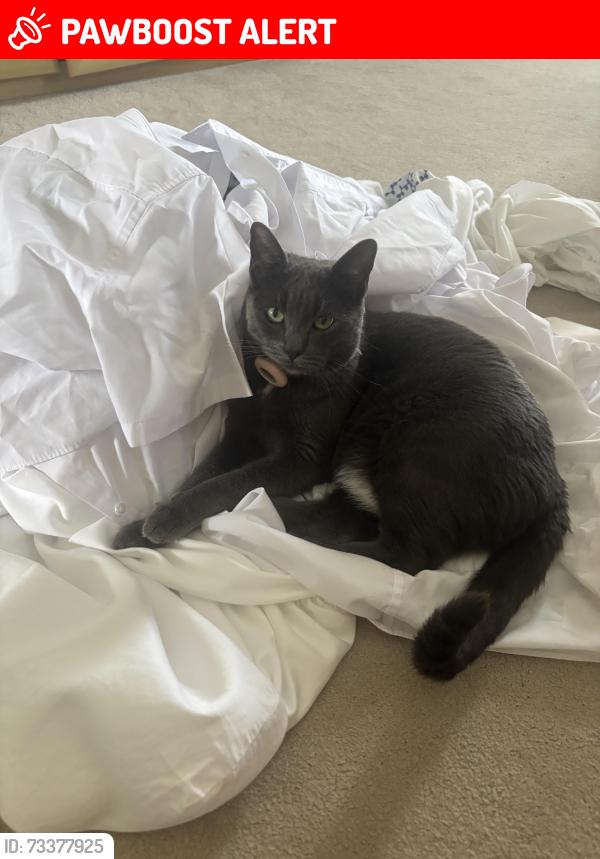 Lost Female Cat last seen Penney lane, Warwickshire, England 
