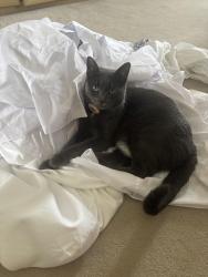 Lost Female Cat last seen Penney lane, Warwickshire, England 