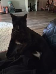 Lost Male Cat last seen Fairview Rd, Simpsonville, SC 29680