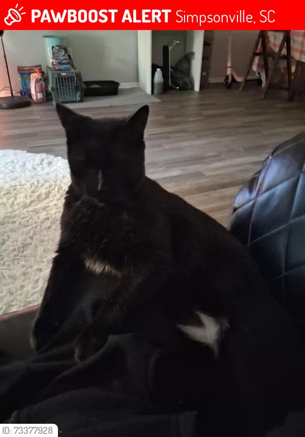 Lost Male Cat last seen Fairview Rd, Simpsonville, SC 29680