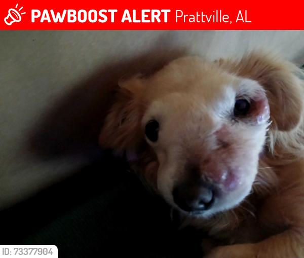 Lost Female Dog last seen Hwy 82 and 40 west, Prattville, AL 36067