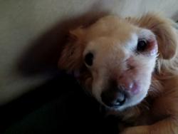Lost Female Dog last seen Hwy 82 and 40 west, Prattville, AL 36067