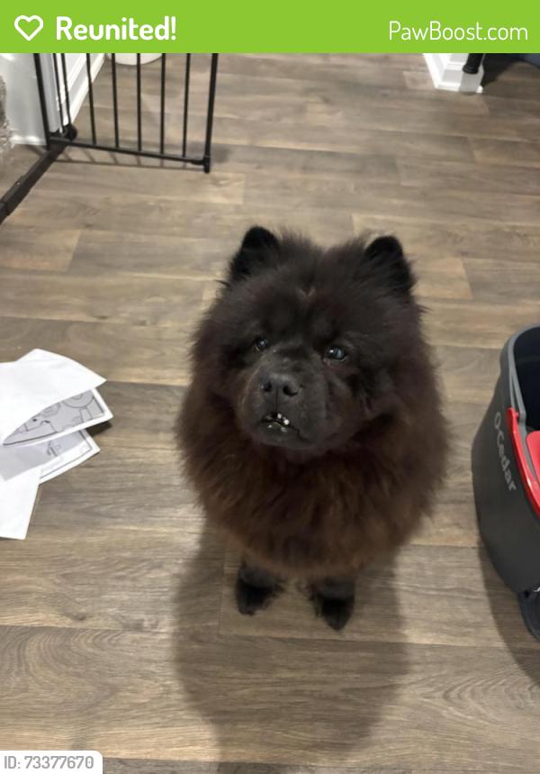 Reunited Female Dog last seen Cacao tree lane, Jacksonville, FL 32218